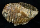 Partial P Mammoth Molar From North Sea #3383-1